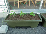 2012年4月苗をプランターに植えました。